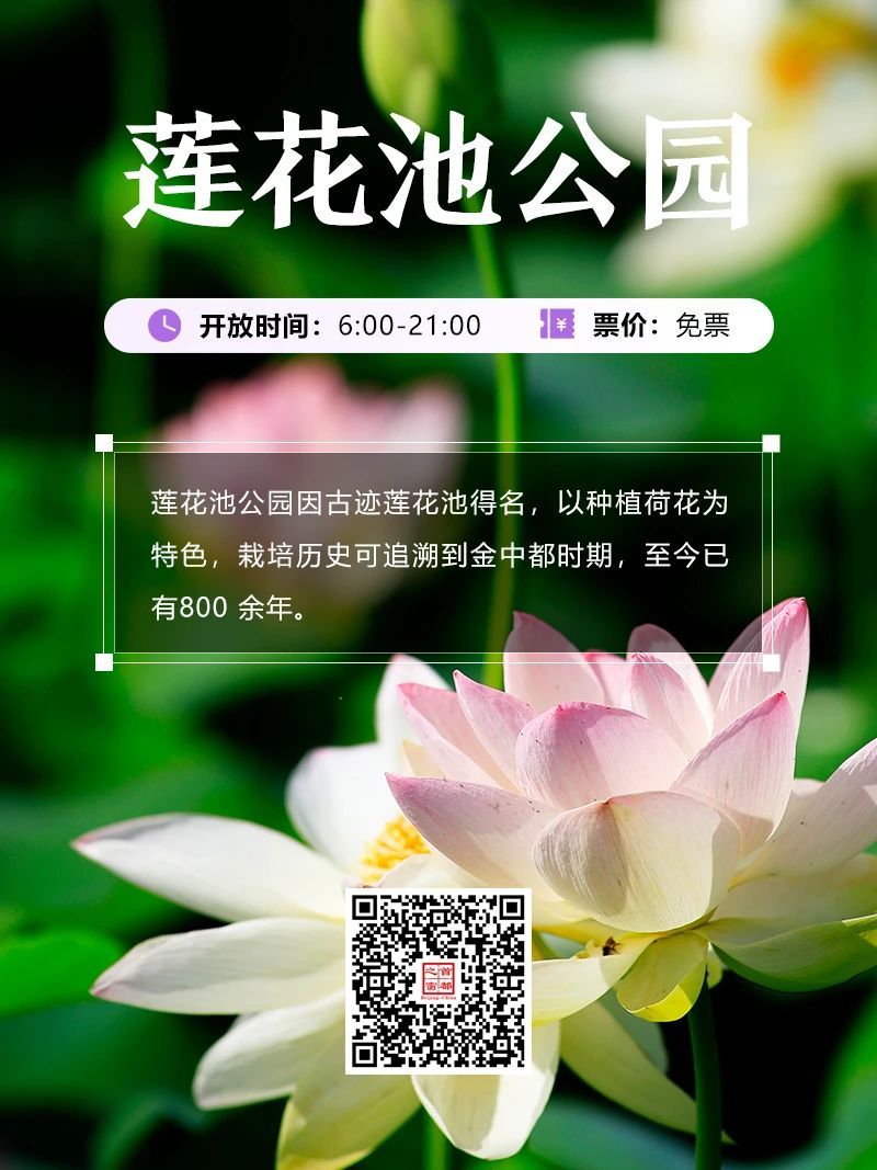 今夏荷花开好了,北京这些地方超出片! 今夏荷花开好了,北京这些地方超出片!