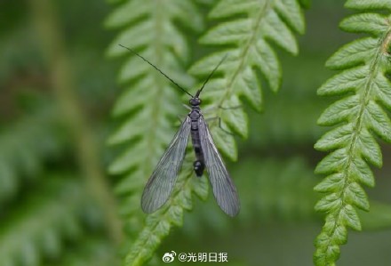 昆虫物种有新发现