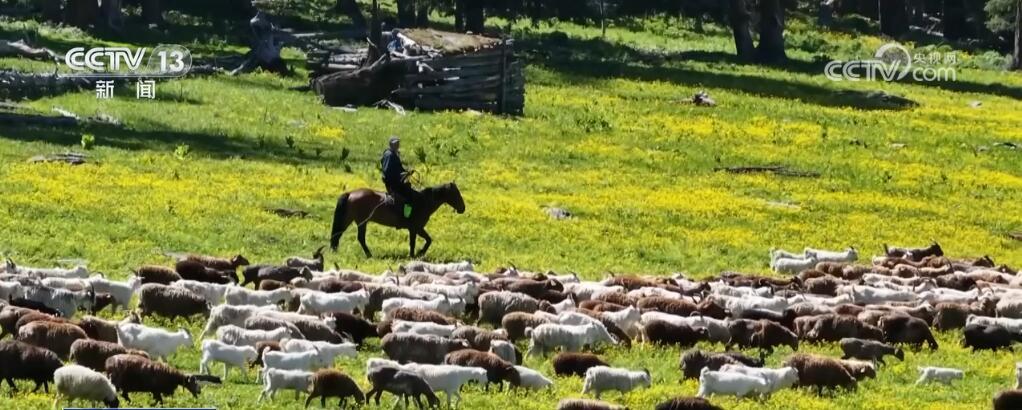 新疆阿勒泰奏响“夏日牧歌” 独特牧业民俗文化吸引八方来客 新疆阿勒泰奏响“夏日牧歌” 独特牧业民俗文化吸引八方来客