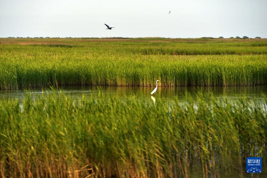 中华环保世纪行2024｜记者手记：大河之洲的生态跃变
