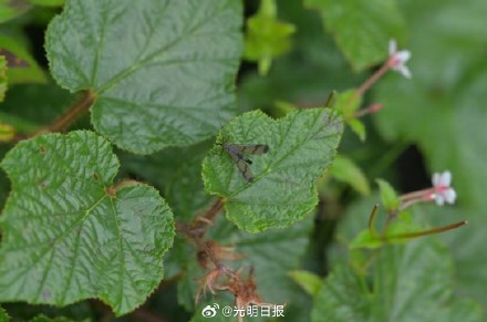 昆虫物种有新发现