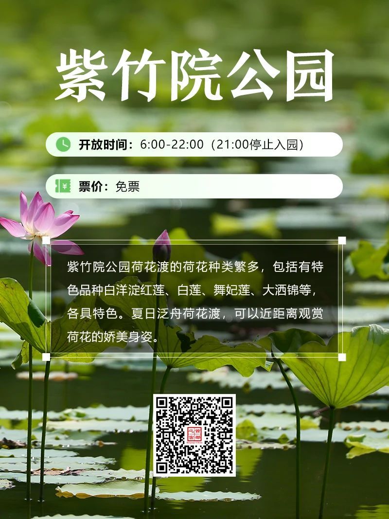 今夏荷花开好了,北京这些地方超出片! 今夏荷花开好了,北京这些地方超出片!