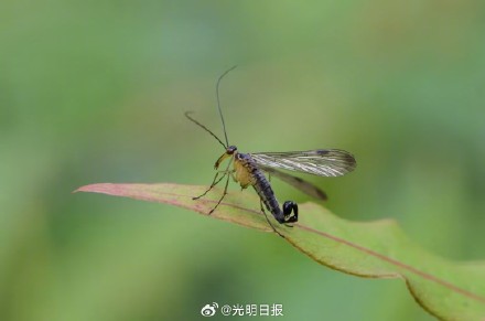 昆虫物种有新发现