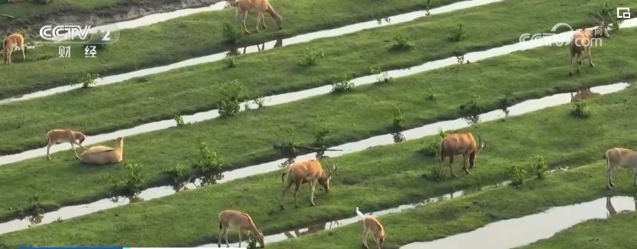 从灭绝到归乡,新突破!种群恢复,续写麋鹿生生不息传奇 从灭绝到归乡,新突破!种群恢复,续写麋鹿生生不息传奇
