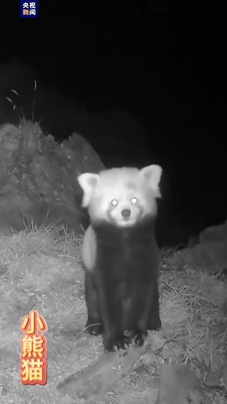 “生活照”上新啦！来看红外相机下的“野生动物园”