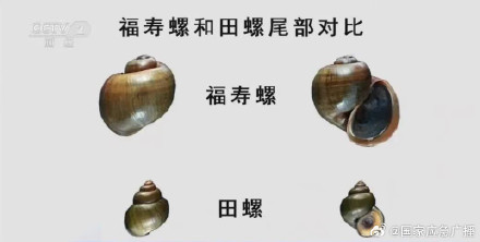 扩散提醒!小心被“伪装”成田螺的福寿螺 扩散提醒!小心被“伪装”成田螺的福寿螺