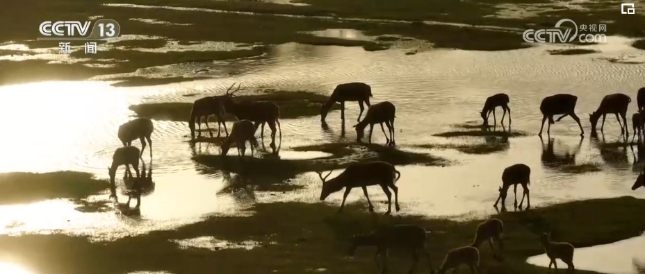 从灭绝到归乡,新突破!种群恢复,续写麋鹿生生不息传奇 从灭绝到归乡,新突破!种群恢复,续写麋鹿生生不息传奇