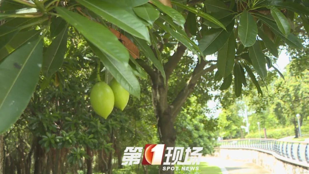 这种“芒果”有毒，为什么还要种？