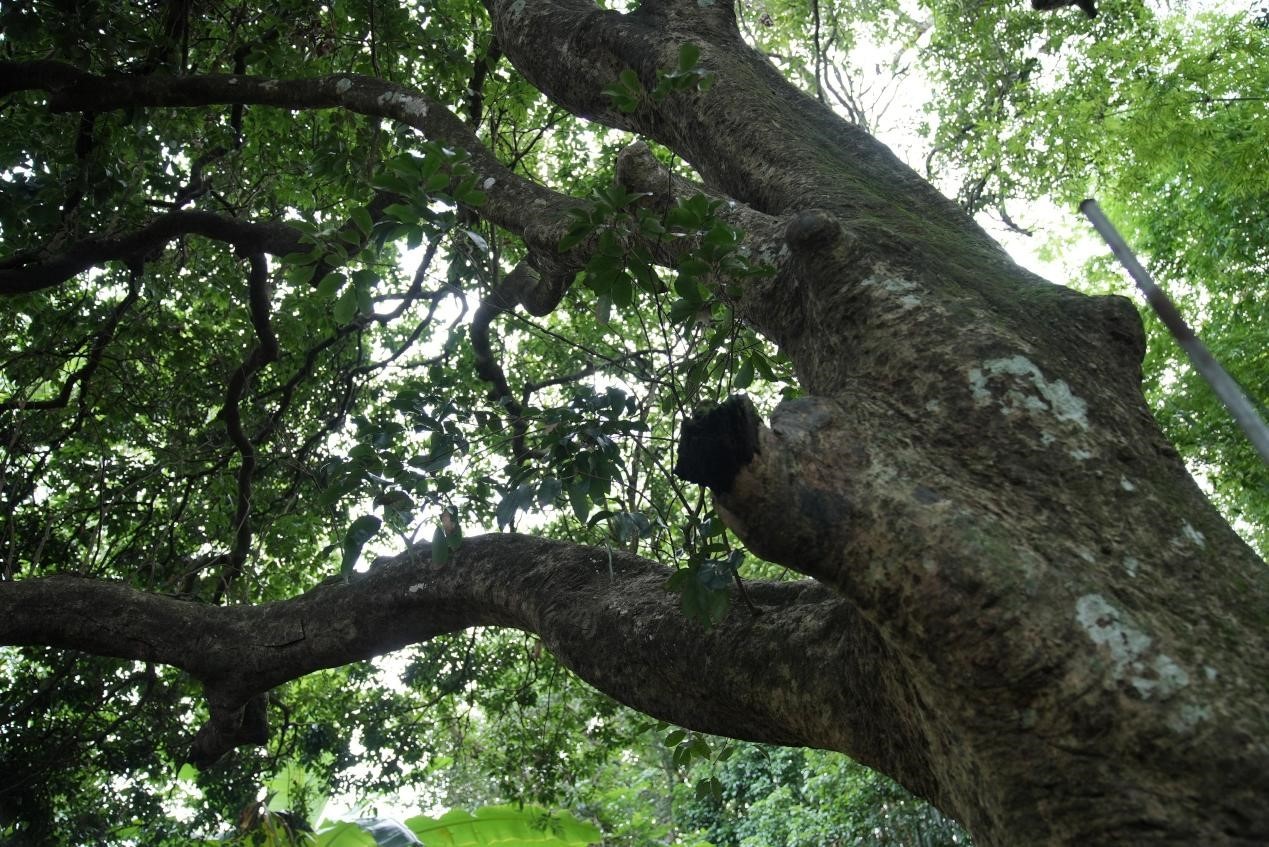 广州增城正果镇:“小荔枝”成就“大产业” 广州增城正果镇:“小荔枝”成就“大产业”