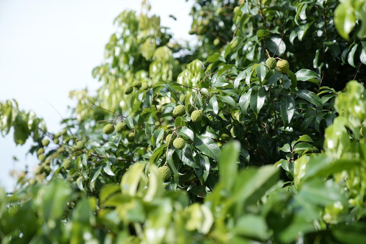 广州增城正果镇:“小荔枝”成就“大产业” 广州增城正果镇:“小荔枝”成就“大产业”