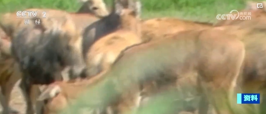 从灭绝到归乡,新突破!种群恢复,续写麋鹿生生不息传奇 从灭绝到归乡,新突破!种群恢复,续写麋鹿生生不息传奇