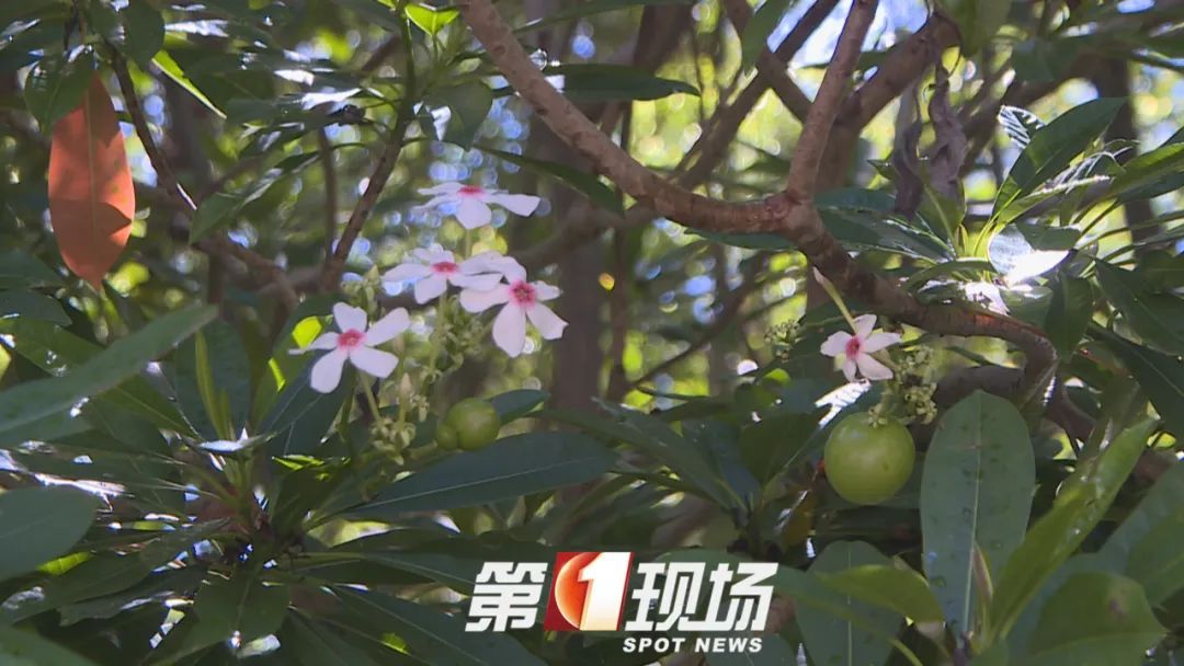 这种“芒果”有毒，为什么还要种？