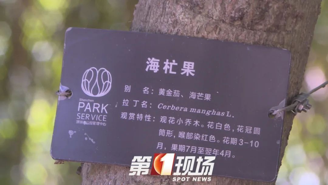 这种“芒果”有毒，为什么还要种？