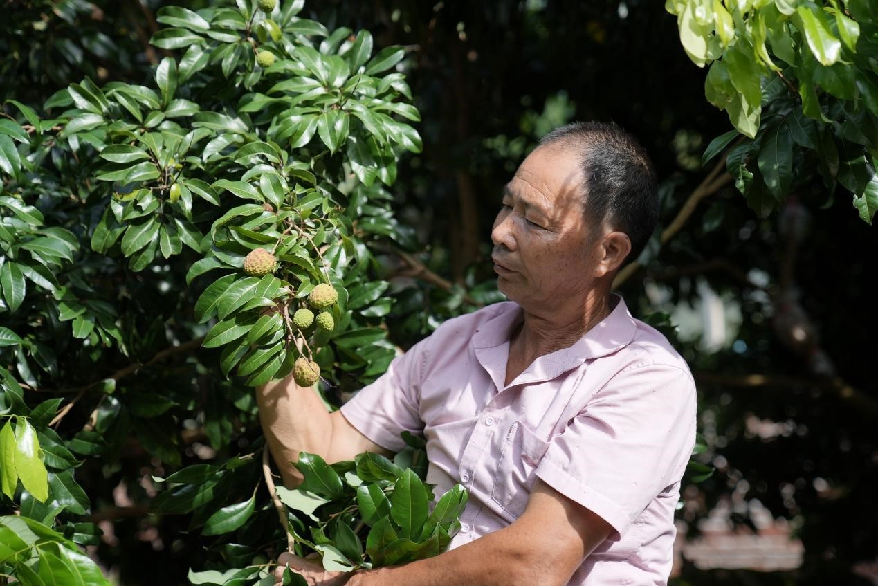 广州增城正果镇:“小荔枝”成就“大产业” 广州增城正果镇:“小荔枝”成就“大产业”