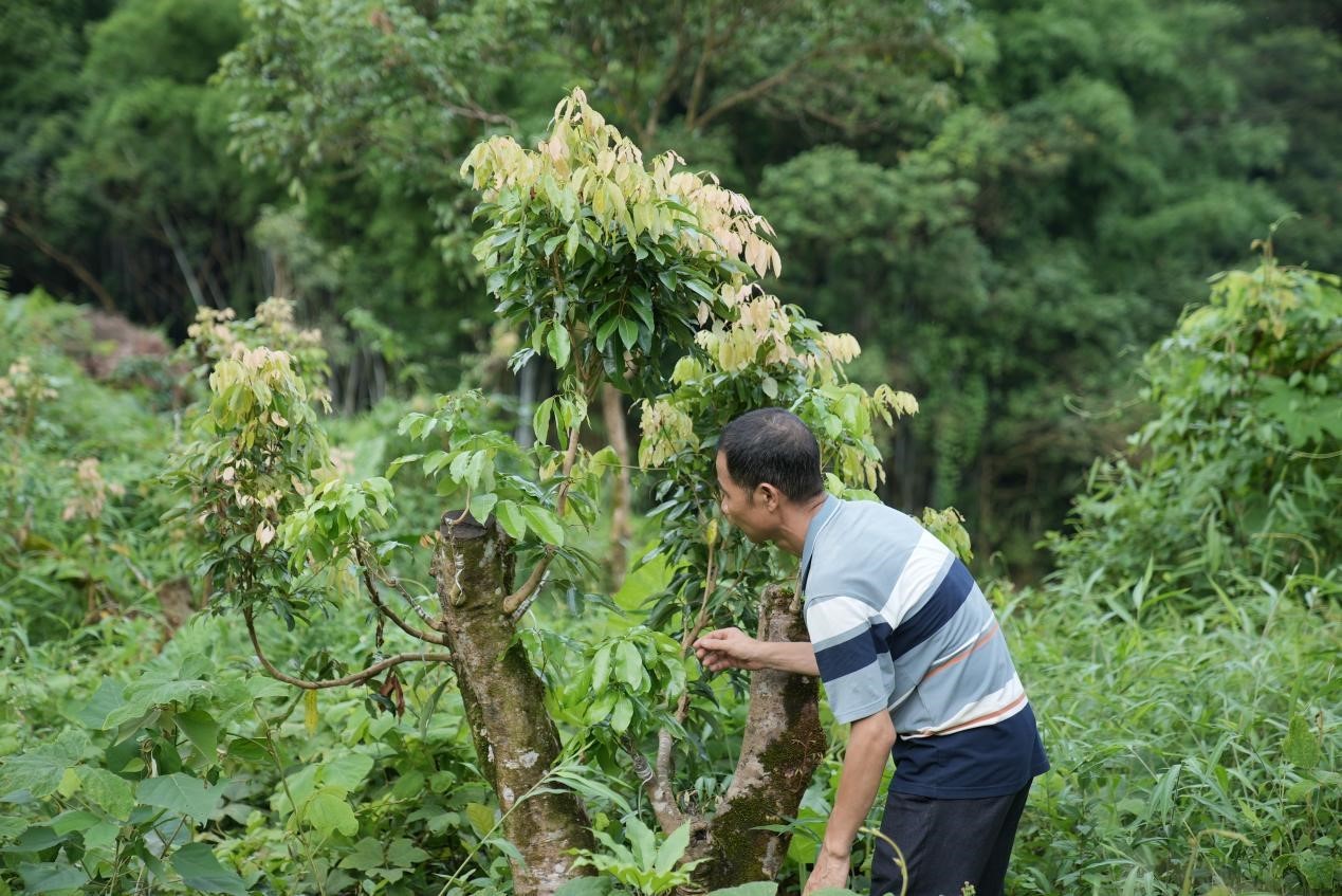 广州增城正果镇:“小荔枝”成就“大产业” 广州增城正果镇:“小荔枝”成就“大产业”