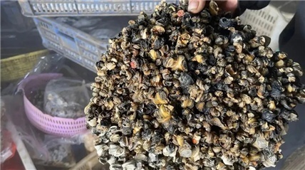 商家将福寿螺冒充田螺卖?分辨方法→ 商家将福寿螺冒充田螺卖?分辨方法→