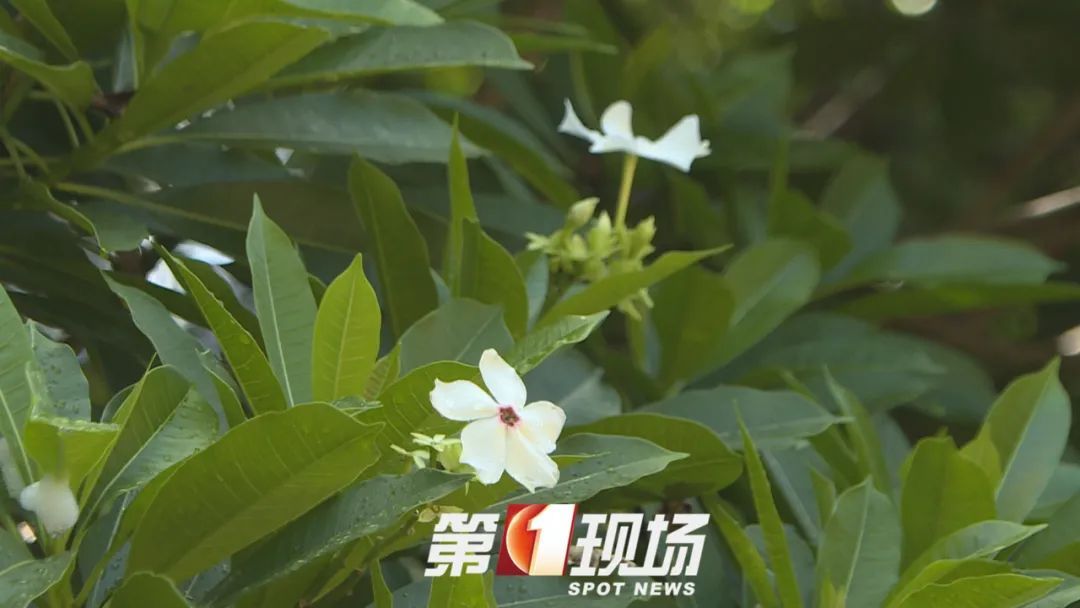这种“芒果”有毒，为什么还要种？