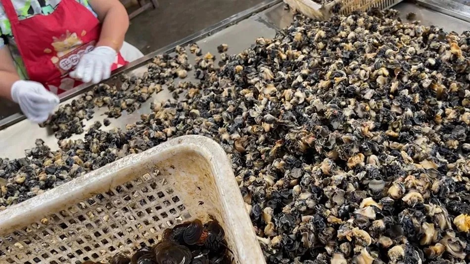 寄生虫多达6000条，误食可致死！如何区分？