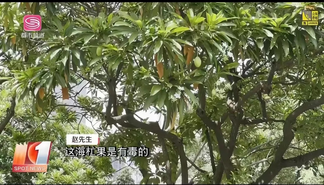 这种“芒果”有毒，为什么还要种？