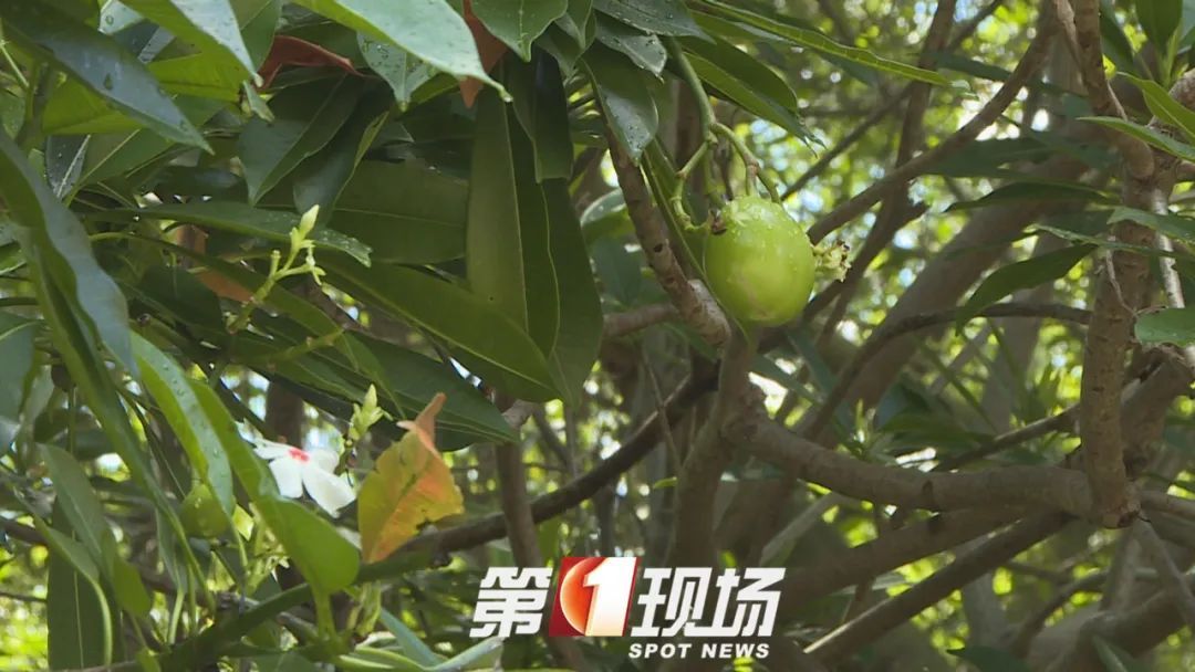 这种“芒果”有毒，为什么还要种？
