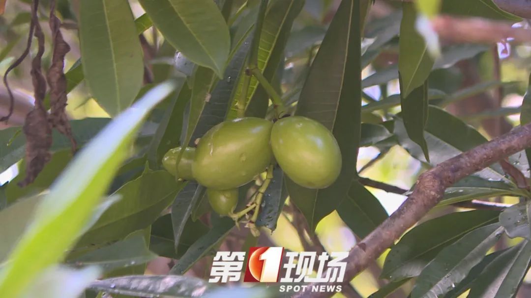 这种“芒果”有毒，为什么还要种？