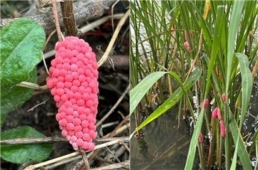 商家将福寿螺冒充田螺卖?分辨方法→ 商家将福寿螺冒充田螺卖?分辨方法→