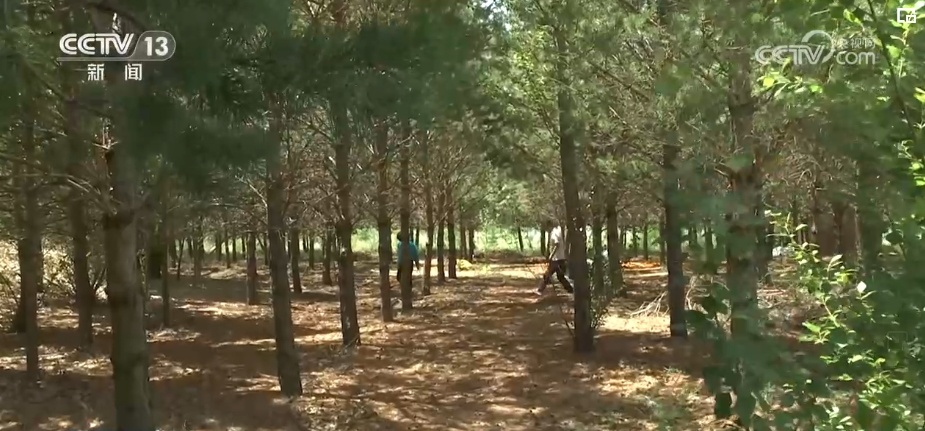 “拴牢”流沙“以绿治黄” 荒漠“生金”绿意浓 “拴牢”流沙“以绿治黄” 荒漠“生金”绿意浓