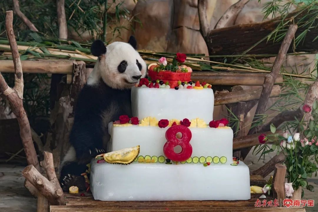 萌翻全场!南宁这对大熊猫兄妹8岁啦 萌翻全场!南宁这对大熊猫兄妹8岁啦