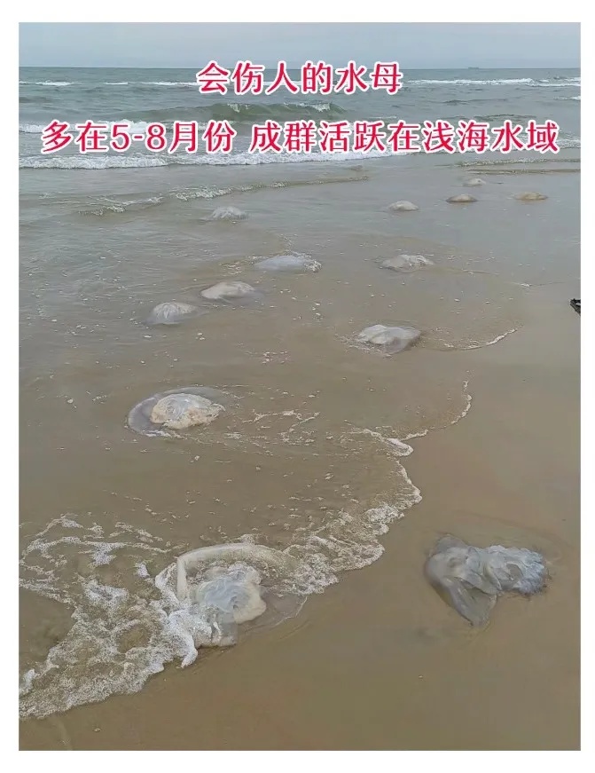 海边遇到，千万别碰！严重可致命！