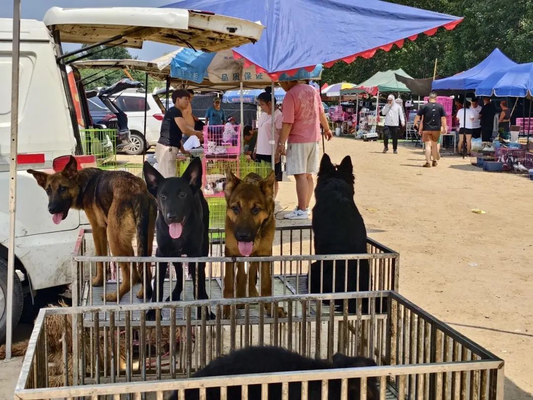 恶犬伤人拟纳入治安处罚！烈性犬都有哪些？