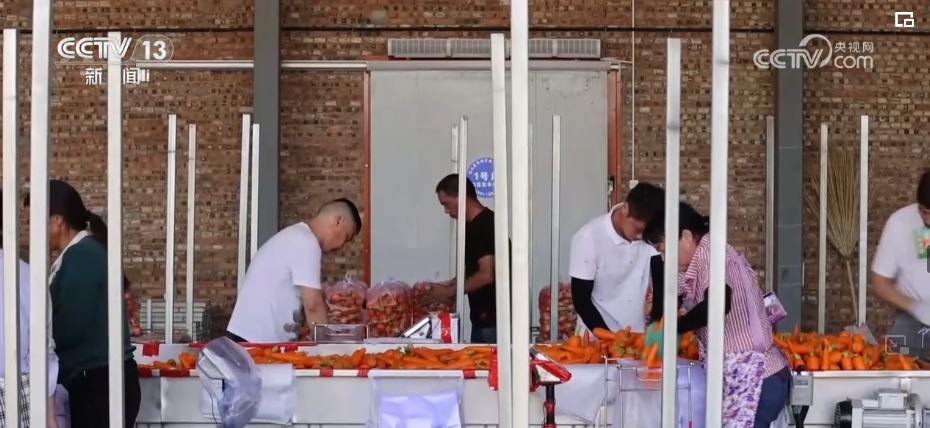 “拴牢”流沙“以绿治黄” 荒漠“生金”绿意浓 “拴牢”流沙“以绿治黄” 荒漠“生金”绿意浓