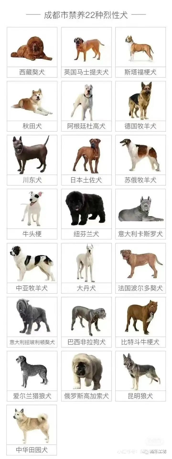恶犬伤人拟纳入治安处罚！烈性犬都有哪些？