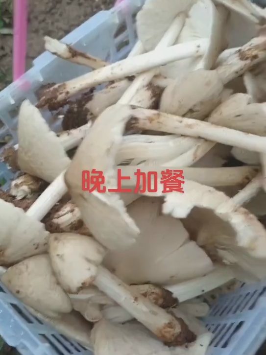 梅雨季杭州正大量出现!紧急提醒:千万不要... 梅雨季杭州正大量出现!紧急提醒:千万不要...