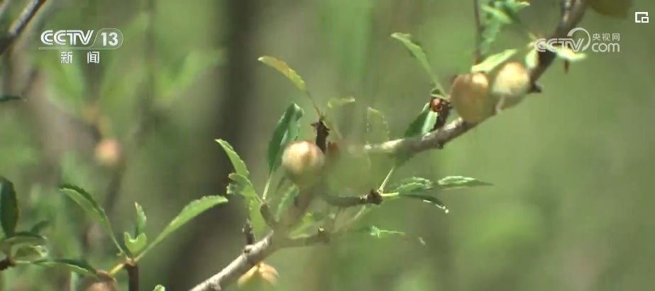 “拴牢”流沙“以绿治黄” 荒漠“生金”绿意浓 “拴牢”流沙“以绿治黄” 荒漠“生金”绿意浓