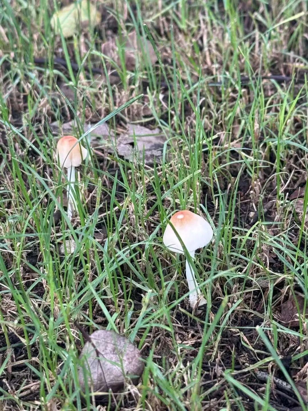 梅雨季杭州正大量出现!紧急提醒:千万不要... 梅雨季杭州正大量出现!紧急提醒:千万不要...