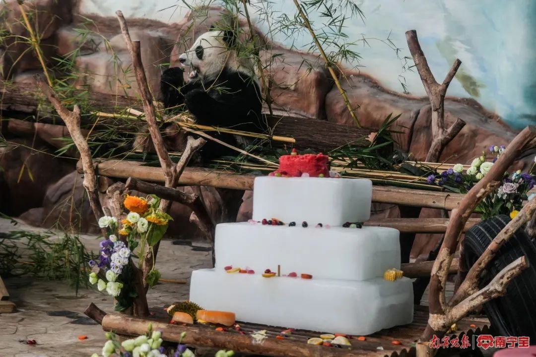 萌翻全场!南宁这对大熊猫兄妹8岁啦 萌翻全场!南宁这对大熊猫兄妹8岁啦