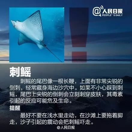 海边遇到，千万别碰！严重可致命！