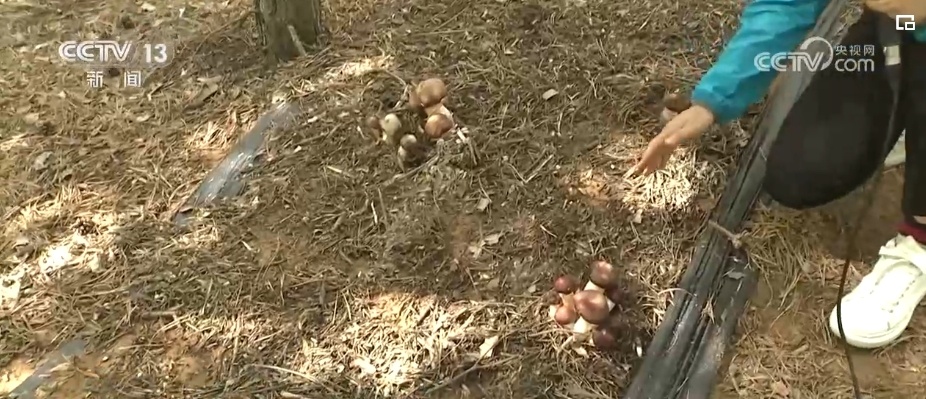 “拴牢”流沙“以绿治黄” 荒漠“生金”绿意浓 “拴牢”流沙“以绿治黄” 荒漠“生金”绿意浓