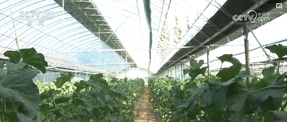 “拴牢”流沙“以绿治黄” 荒漠“生金”绿意浓 “拴牢”流沙“以绿治黄” 荒漠“生金”绿意浓