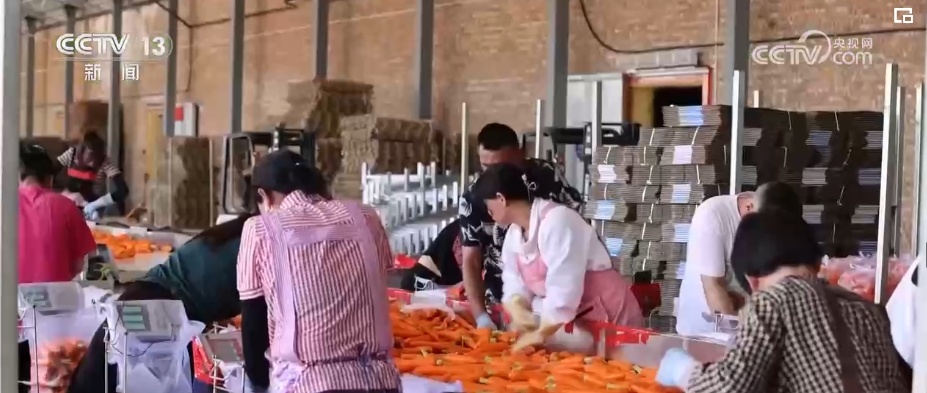 “拴牢”流沙“以绿治黄” 荒漠“生金”绿意浓 “拴牢”流沙“以绿治黄” 荒漠“生金”绿意浓