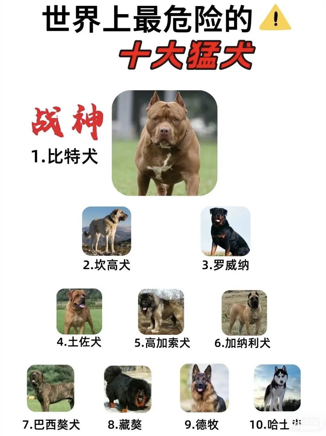 恶犬伤人拟纳入治安处罚！烈性犬都有哪些？