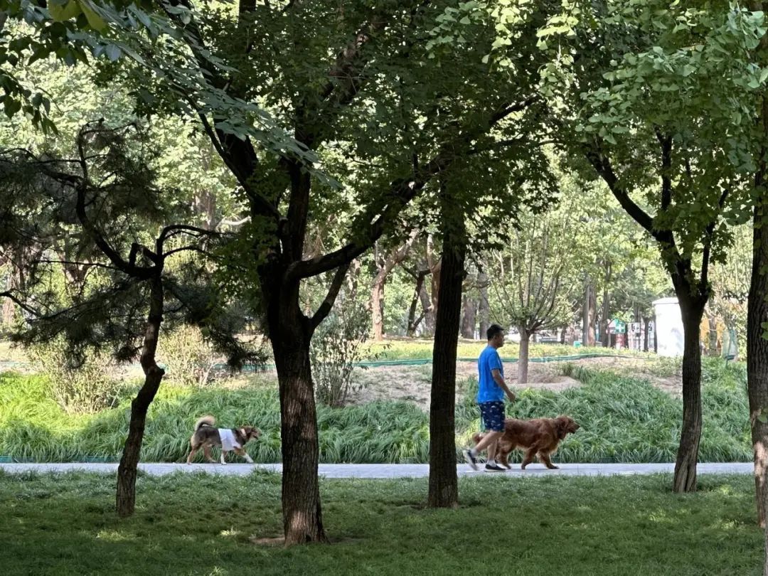 恶犬伤人拟纳入治安处罚！烈性犬都有哪些？