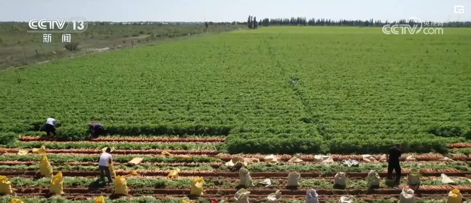 “拴牢”流沙“以绿治黄” 荒漠“生金”绿意浓 “拴牢”流沙“以绿治黄” 荒漠“生金”绿意浓