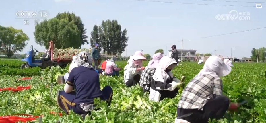 “拴牢”流沙“以绿治黄” 荒漠“生金”绿意浓 “拴牢”流沙“以绿治黄” 荒漠“生金”绿意浓