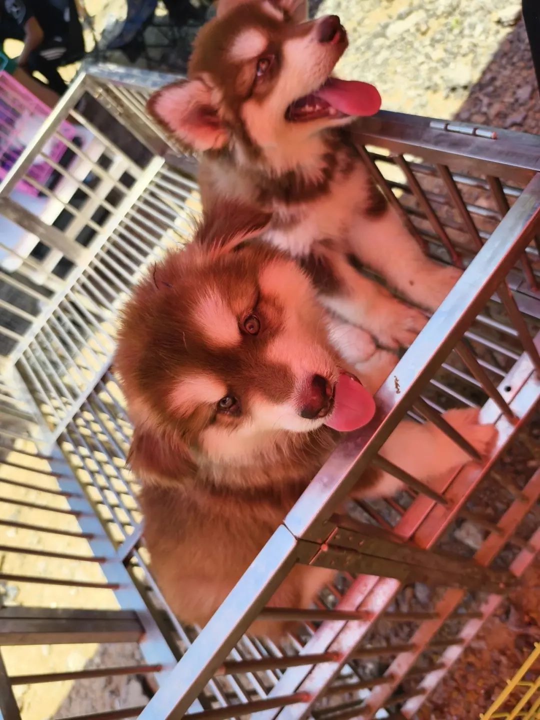 恶犬伤人拟纳入治安处罚！烈性犬都有哪些？