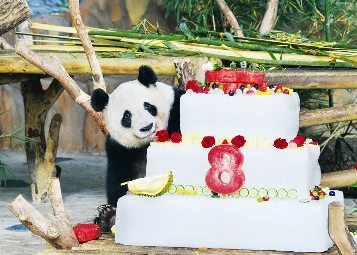 大熊猫“绩美”“绩兰”欢度8岁生日