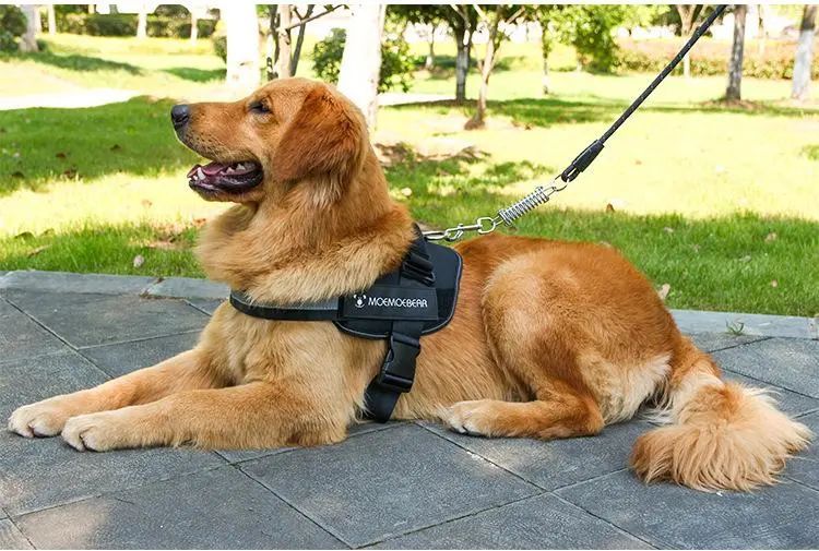 恶犬伤人拟纳入治安处罚！烈性犬都有哪些？