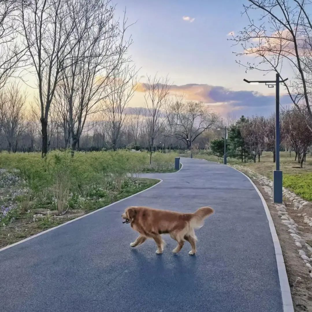 恶犬伤人拟纳入治安处罚！烈性犬都有哪些？