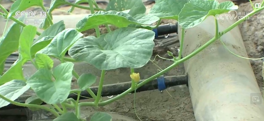 “拴牢”流沙“以绿治黄” 荒漠“生金”绿意浓 “拴牢”流沙“以绿治黄” 荒漠“生金”绿意浓