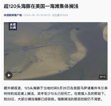 超120头海豚在美国一海滩集体搁浅